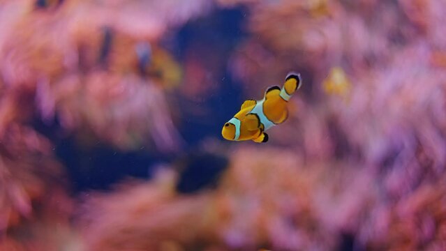 Nemo clown fish in the anemone on the colorful healthy coral reef. fish Nemo swimming underwater. Coral reef scene with Nemo 
