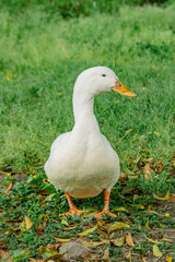 アヒルのポートレート