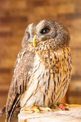 モリフクロウのポートレート