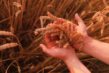 Child holding yellow wheat ears in hands in a field