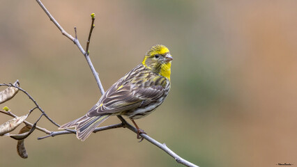 Real wild life bird photographs i took in Türkiye.
