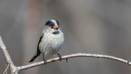 Real wild life bird photographs i took in Türkiye.