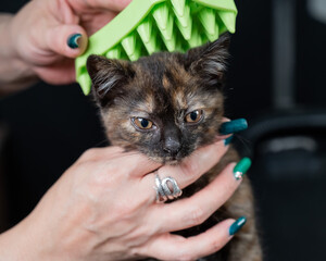 Woman brushing cute spotted kitten with silicone brush. 