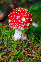 Red mushroom with white spots flake or Amanita muscaria
