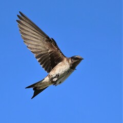 Purple Martin in Flight Sweetwater Wetlands