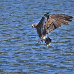 Endangered Species Snail Kite Paynes Prairie La Chua Trail Gainesville Florida