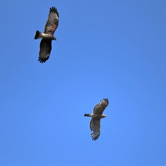 Unlikely Pairing Endangered Snail Kite and Red-Shouldered Hawk Circling and Soaring together Sweetwater Wetlands Gainesville Florida