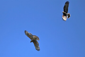 Unlikely Pairing Endangered Snail Kite and Red-Shouldered Hawk Circling and Soaring together Sweetwater Wetlands Gainesville Florida