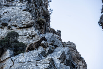 wild goats rest on ledges on a rock on a summer day