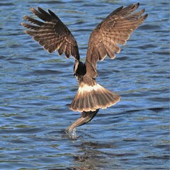 Rare Event! Endangered Snail Kite Catching a Fish at Paynes Prairie Preserve La Chua Trail Gainesville Florida