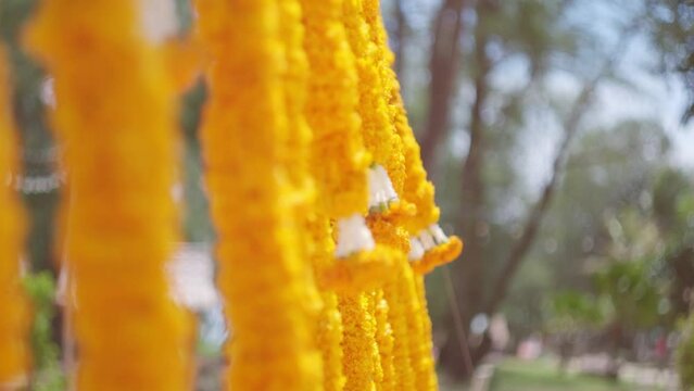 Marigold flowers wedding decor. Hanging vertically yellow flower garlands. Marigold flowers in garden blown by the wind. Indian traditional ceremony venue decoration