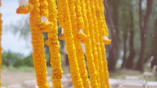 Marigold flowers wedding decor. Hanging vertically yellow flower garlands. Marigold flowers in garden blown by the wind. Indian traditional ceremony venue decoration