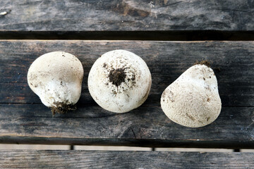 Three Lycoperdon mushrooms on black wooden boards