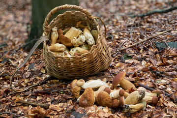 A magnificent crop of porcini mushrooms! A full big basket and a bunch of boletus mushrooms on the ground. Natural delicious foods in the forest