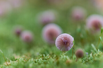 Small brown mycena mushrooms among green moss with shallow depth of field. Mushroom caps top view. Interesting natural mushroom texture