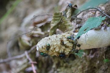 The fungus Phallus impudicus, known colloquially as the common stinkhorn, attracts flies with an unpleasant odor