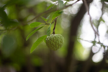 Custard apple fruit on tree in the garden, stock photo