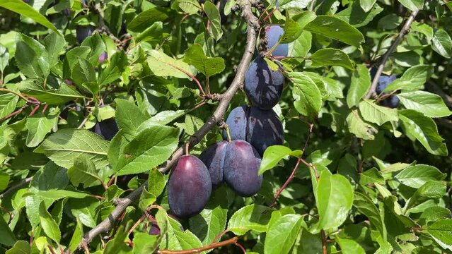 reife Pflaumen am Baum