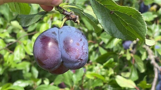 herzf&ouml;rmige Zwillinge von frischen reifen Pflaumen am Baum