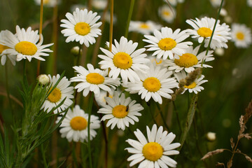 White daisies in a summer field on a sunny day