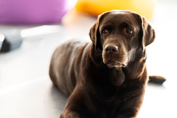 Cute beautiful brown dog, labrador looking away lying on floor at home