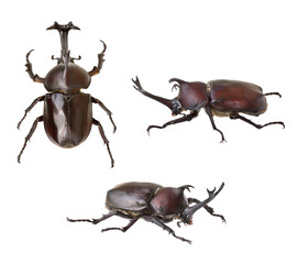 カブトムシ　3アングル　生きているのを撮影