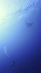 Underwater photo of a Giant Manta Ray in the deep blue sea