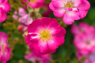 Purple rose flowers in the park