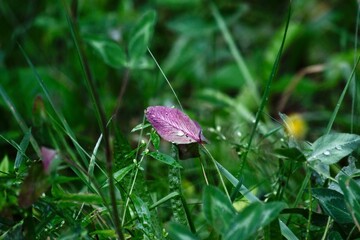 Standing out - Leaf in the grass