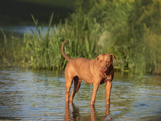 Cute dog swimming in the river on a clear, sunny day. Closeup, outdoors. Day light. Concept of care, education, obedience training and raising pets