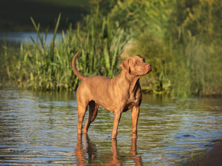 Cute dog swimming in the river on a clear, sunny day. Closeup, outdoors. Day light. Concept of care, education, obedience training and raising pets