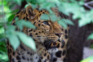 leopard in the tree