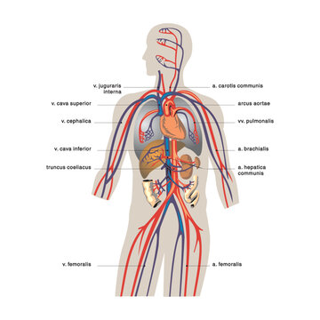 Anatomy of the human digestive system with description of the corresponding internal parts. Anatomical vector illustration in flat style isolated over white background.