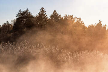 Obraz na płótnie Canvas Misty dawn at a reedbed in autumn