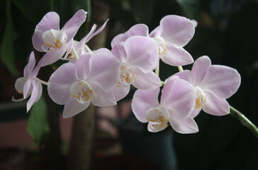 Fototapeta na wymiar The mauve orchid from tropical forest. Looks so beautiful in the garden