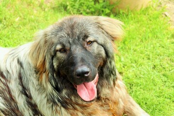 Young large puppy of the Sharplanin Shepherd Dog