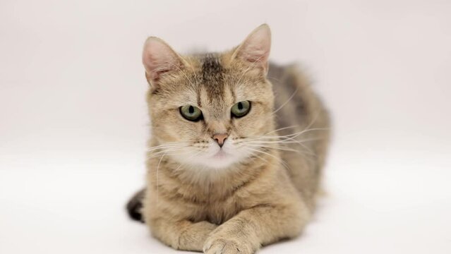 cute brown scottish cat on a light background