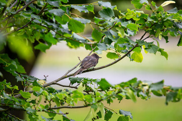 Graceful Black Phoebe (Sayornis nigricans)