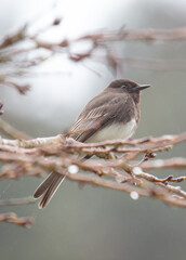 Graceful Black Phoebe (Sayornis nigricans)