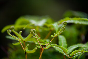New Zealand Ferns