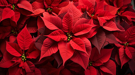 Christmas Poinsettias: A close-up of vibrant red poinsettia flowers, a classic symbol of the Christmas season, adding a pop of color to the decor 