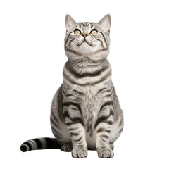 Fototapeta premium american shorthair cat isolated