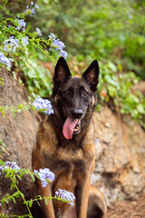 Obedient malinois dog in the park