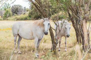 Obraz na płótnie Canvas Beautiful white horses on the sunny pasture
