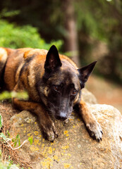 Obedient malinois dog in the park