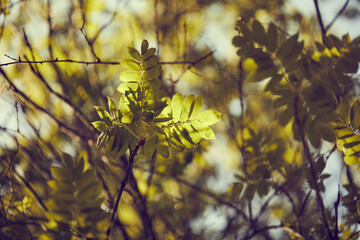 autumn in the urban garden