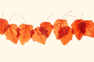 Autumn poplar leaves on beige background. Natural fallen autumn leaves as minimal card, frame. Orange yellow color foliage, autumnal monochrome still life. Season fall leaf in row, copyspace