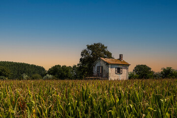 Old abandoned House in the Cornfield