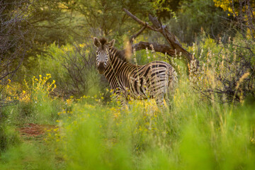 Zebra in Bush