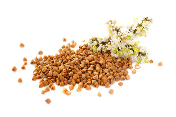 Buckwheat plant with white flowers and seeds. Buckwheat plant white blossom. Buckwheat seeds and fresh flowers isolated on white background. Buckwheat flower isolated on white.